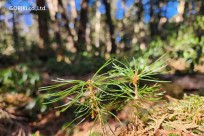 樹海モーニングツアー