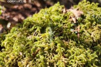 樹海モーニングツアー