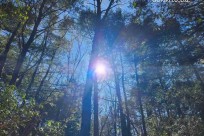 樹海モーニングツアー