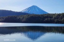 樹海モーニングツアー