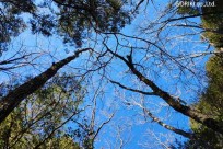 樹海モーニングツアー