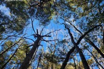 樹海モーニングツアー