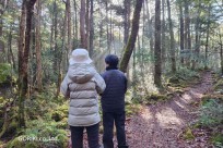 樹海モーニングツアー