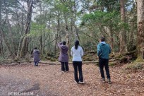 樹海モーニングツアー