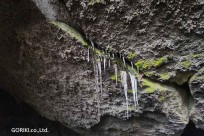 樹海モーニングツアー