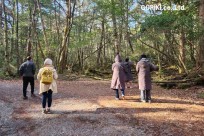 樹海モーニングツアー