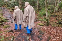 樹海モーニングツアー