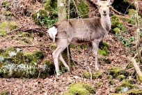 樹海モーニングツアー