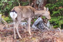 樹海モーニングツアー