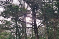 樹海モーニングツアー