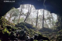 樹海モーニングツアー