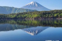 樹海モーニングツアー