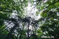 樹海モーニングツアー