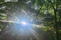樹海モーニングツアー