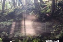 樹海モーニングツアー